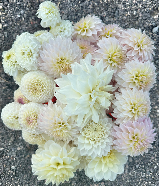 Medium sized dahlia bloom
