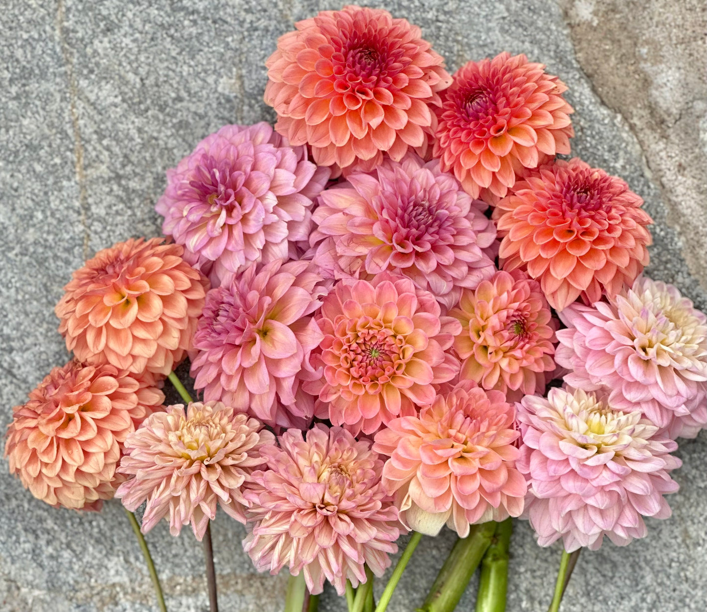 Medium sized dahlia bloom