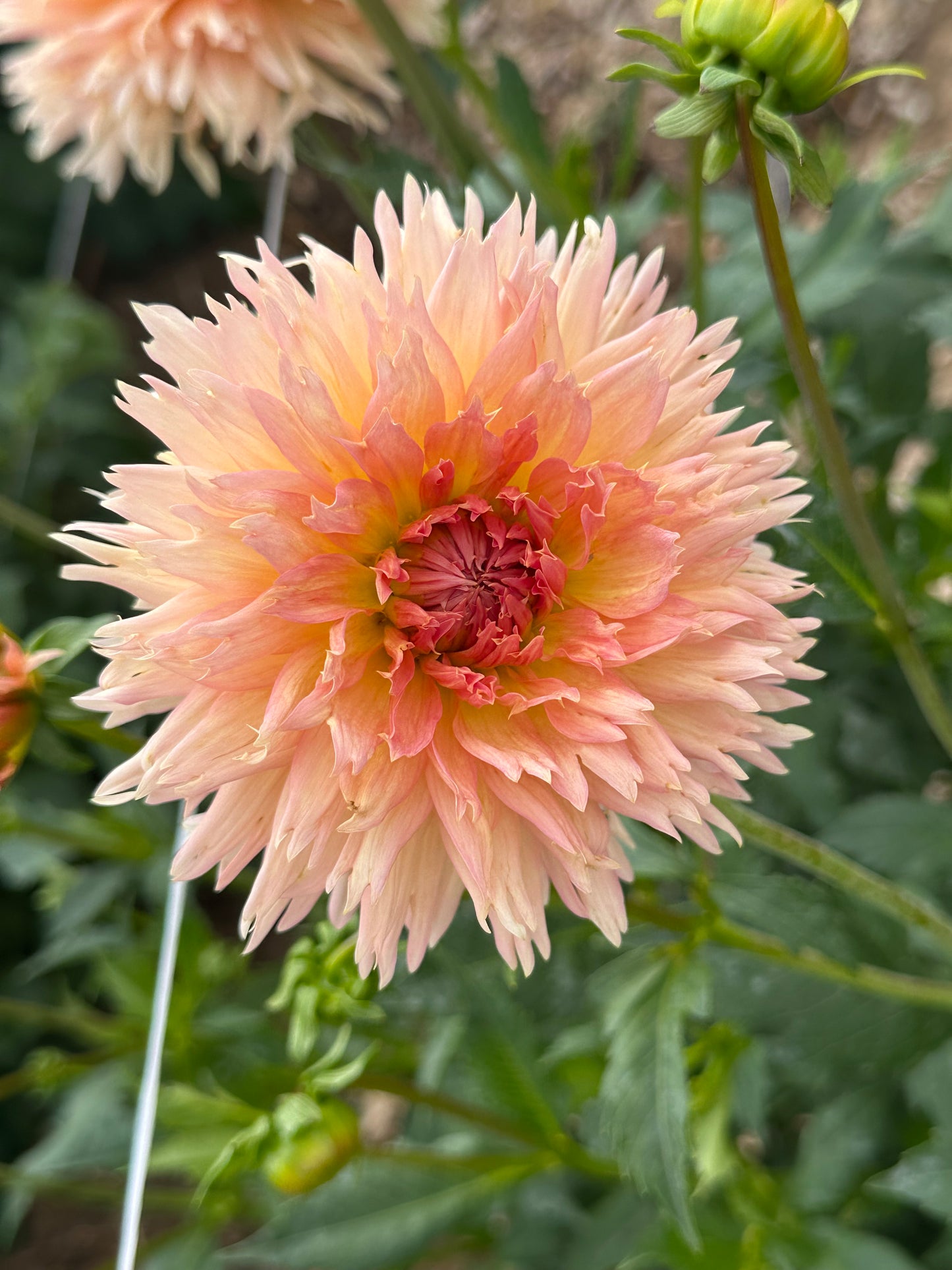 Sunset Peach dahlia tuber collection
