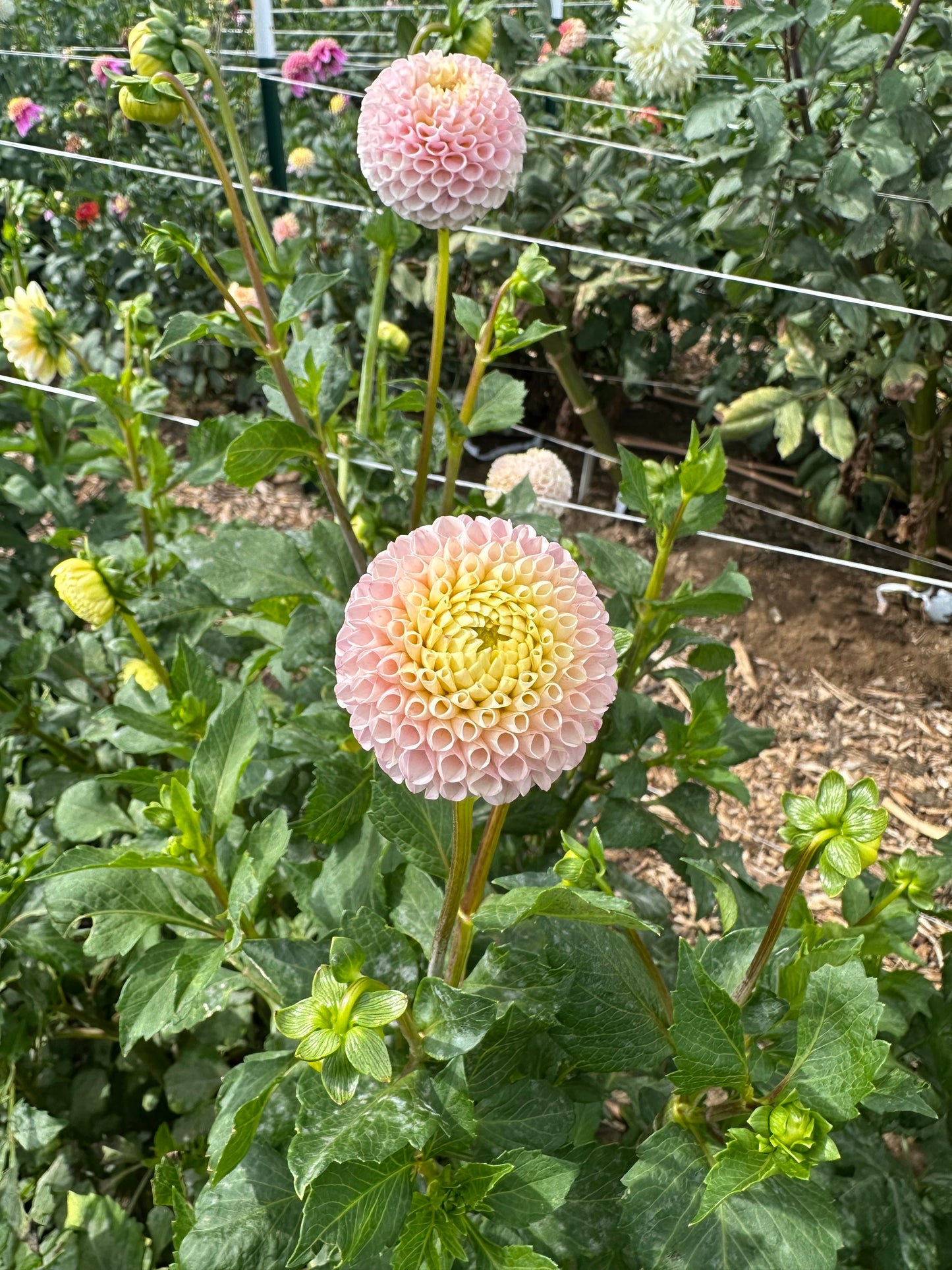 POM dahlia bloom