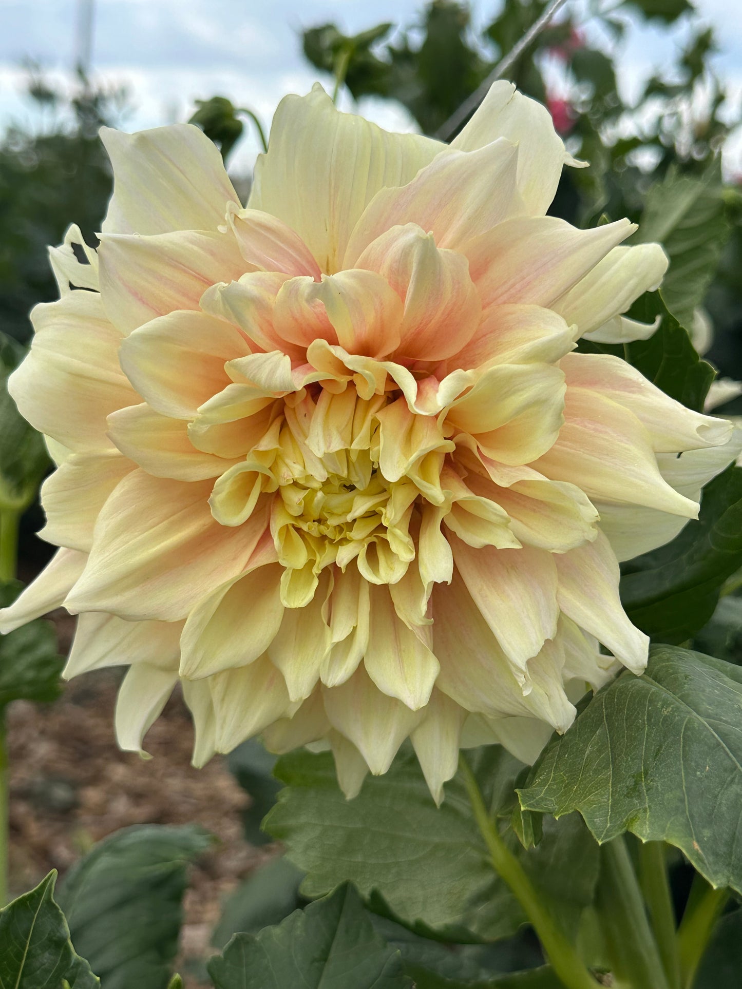 Breakout dahlia tuber