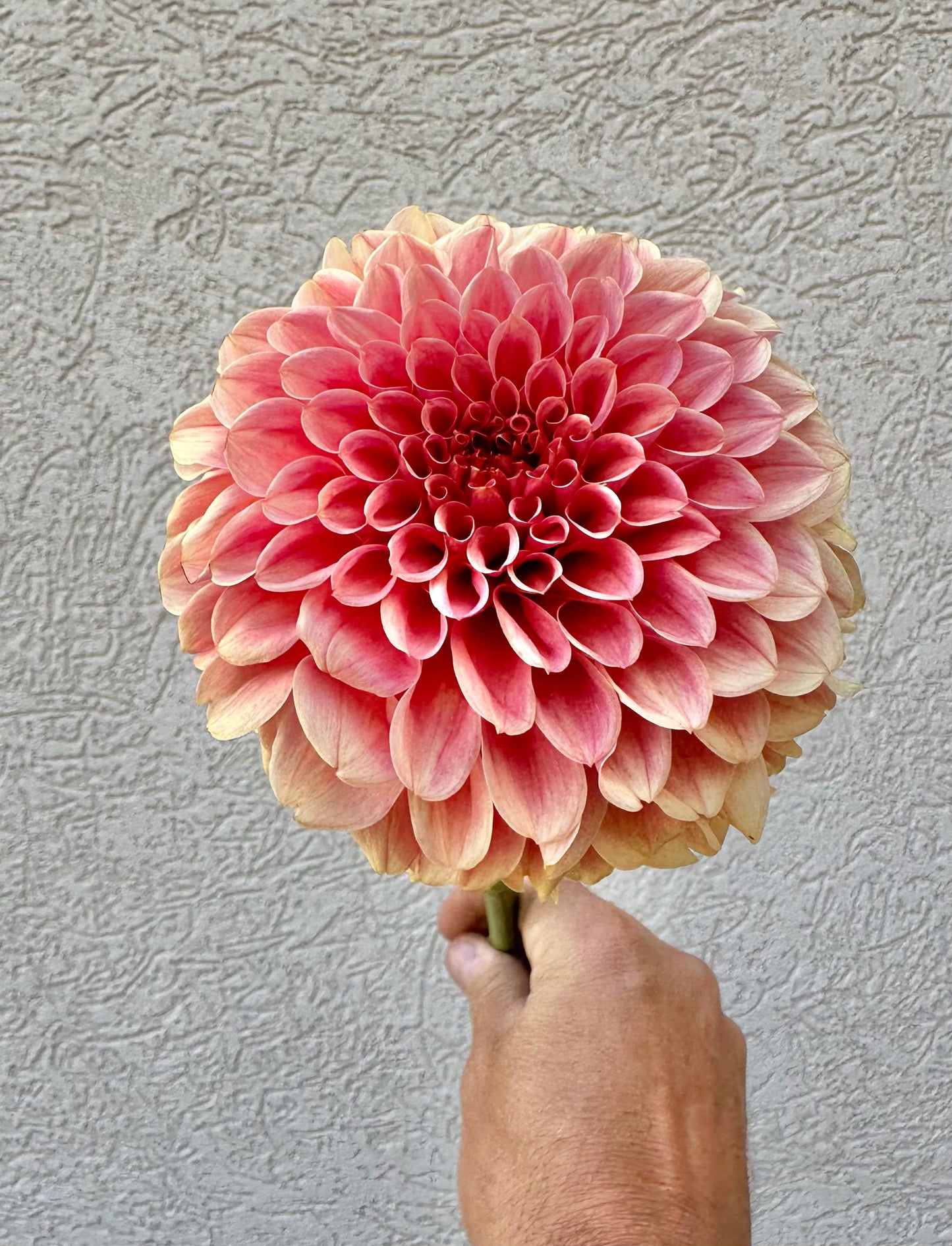 KA's® Apricot Jam dahlia cutting