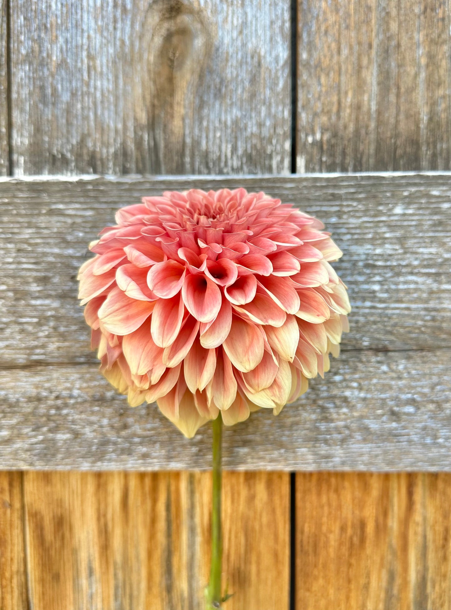 KA's® Apricot Jam dahlia cutting