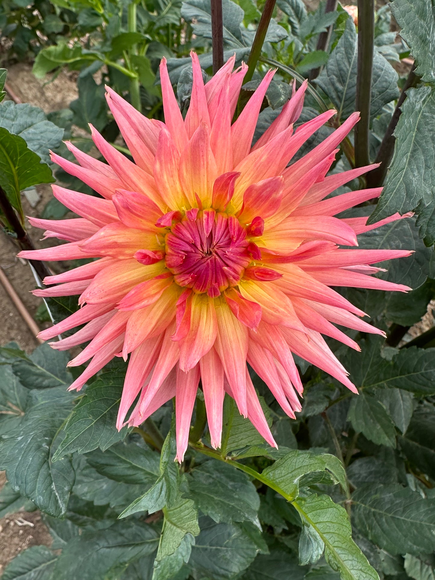 Dahlia starter collection