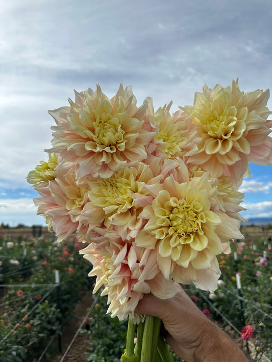 Breakout dahlia tuber 5 pack