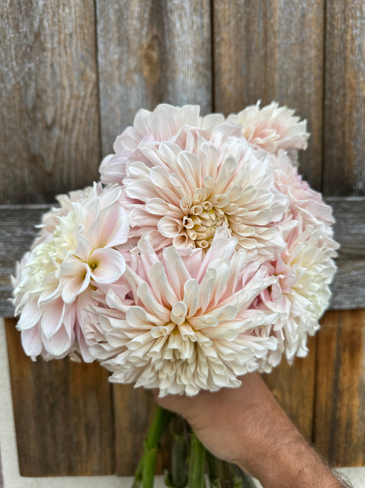 Farm-Cut dahlias - farmer’s choice of blooms: Fresh, Local & Seasonal
