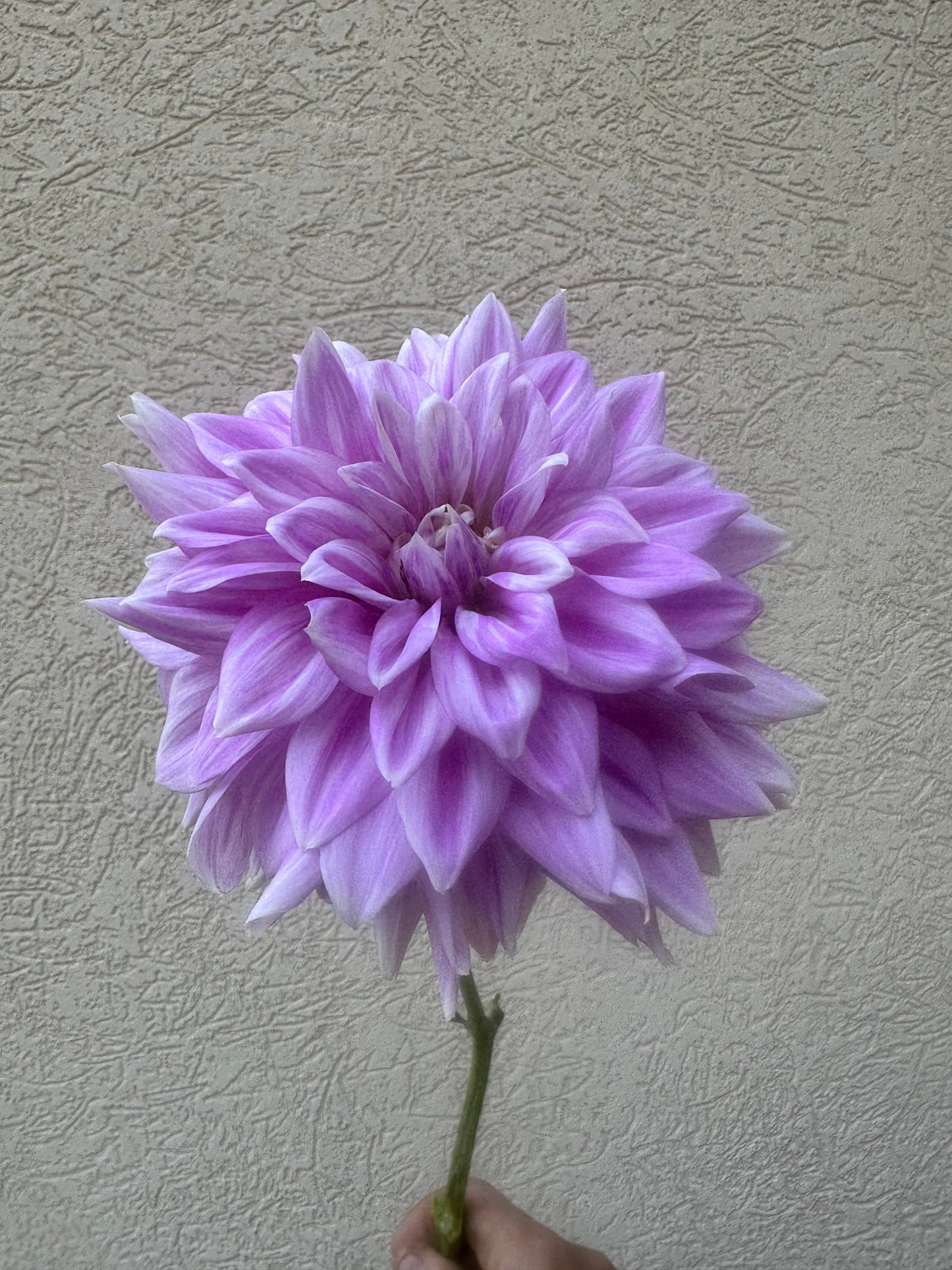 Farm-Cut dahlias - farmer’s choice of blooms: Fresh, Local & Seasonal