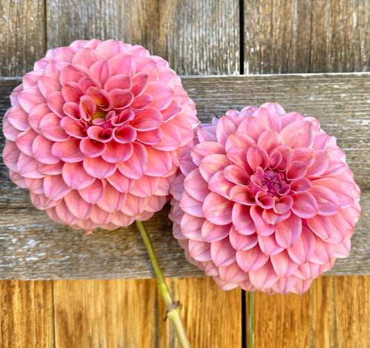 RM Mauvelous dahlia cutting