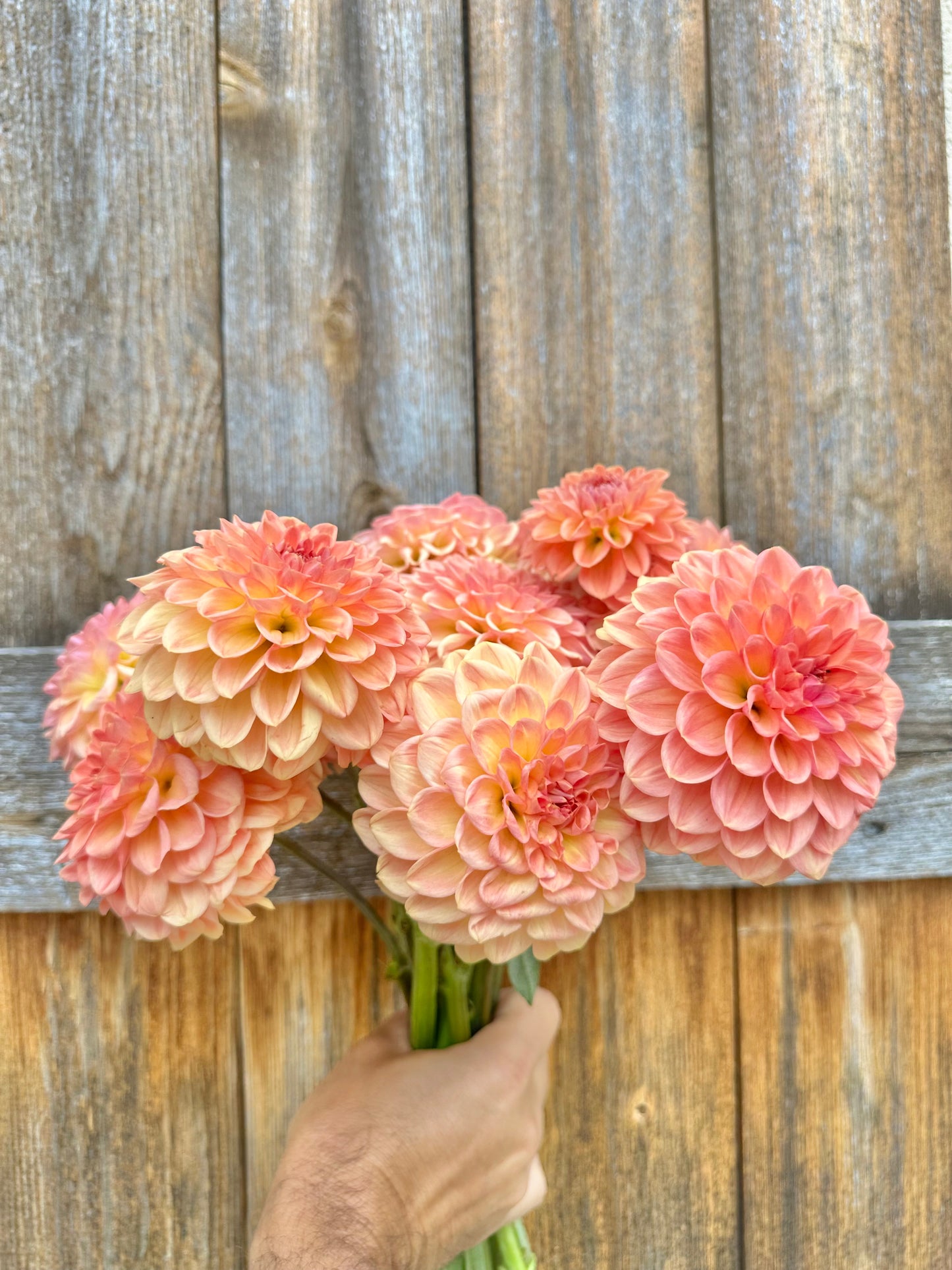 Farm-Cut dahlias - farmer’s choice of blooms: Fresh, Local & Seasonal