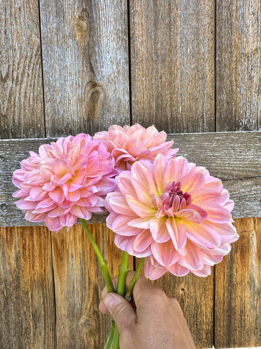 Hapet Old Charm dahlia cutting