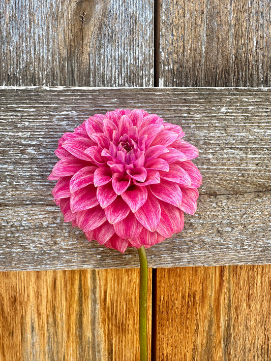 RM Smokeshow dahlia cutting