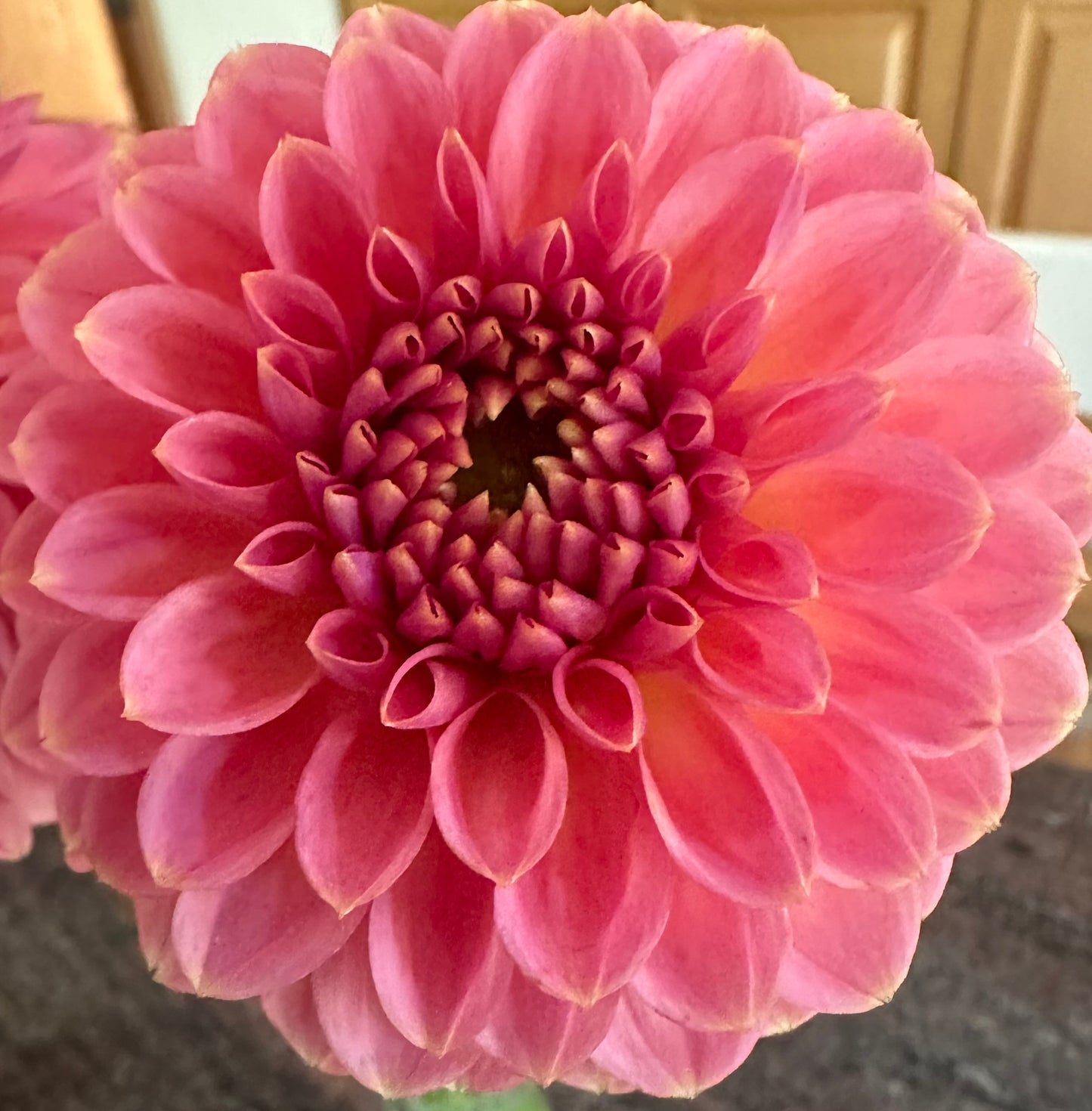 KA's® Morning Dew dahlia tuber