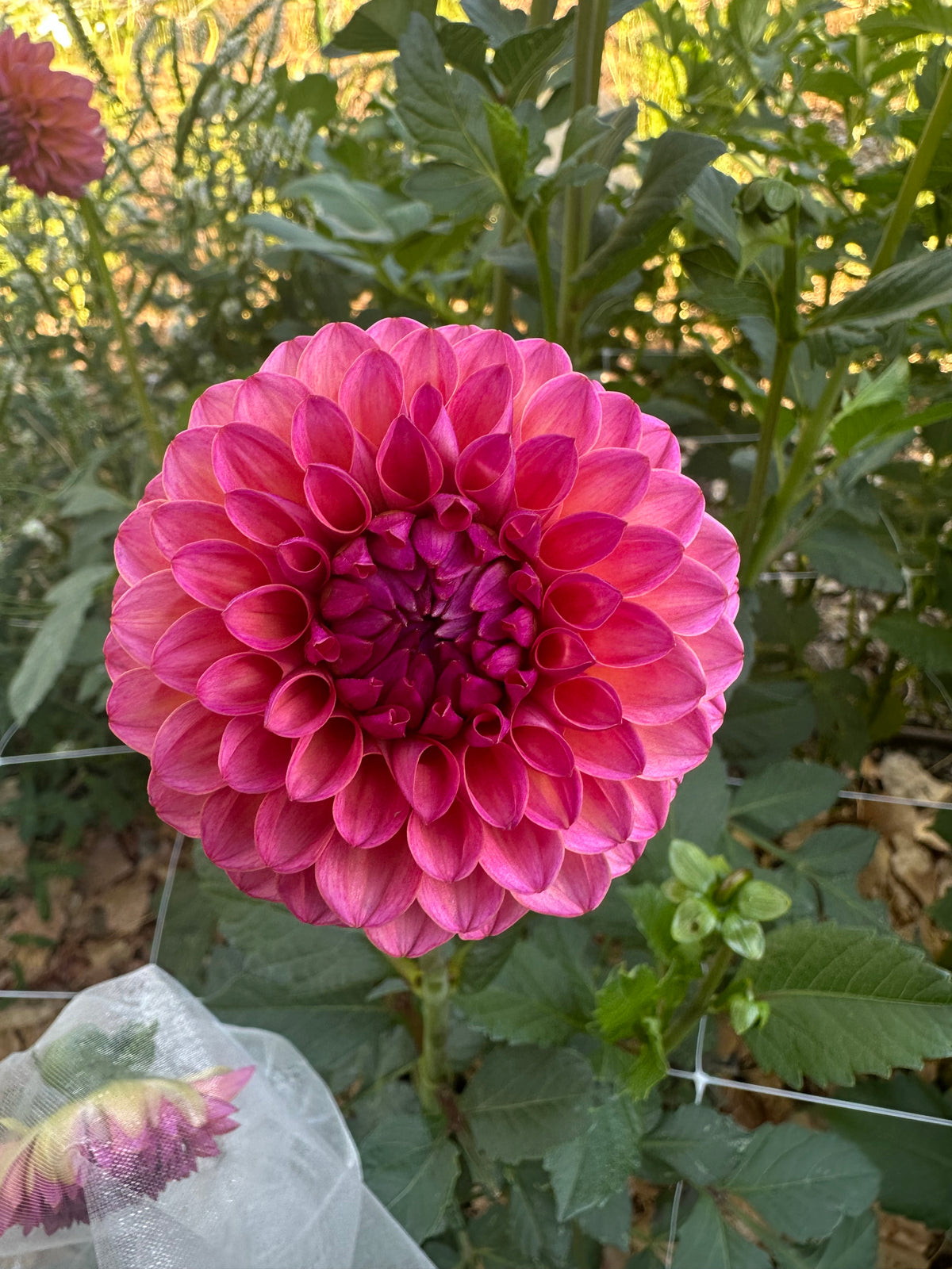 RM Party Popper dahlia cutting