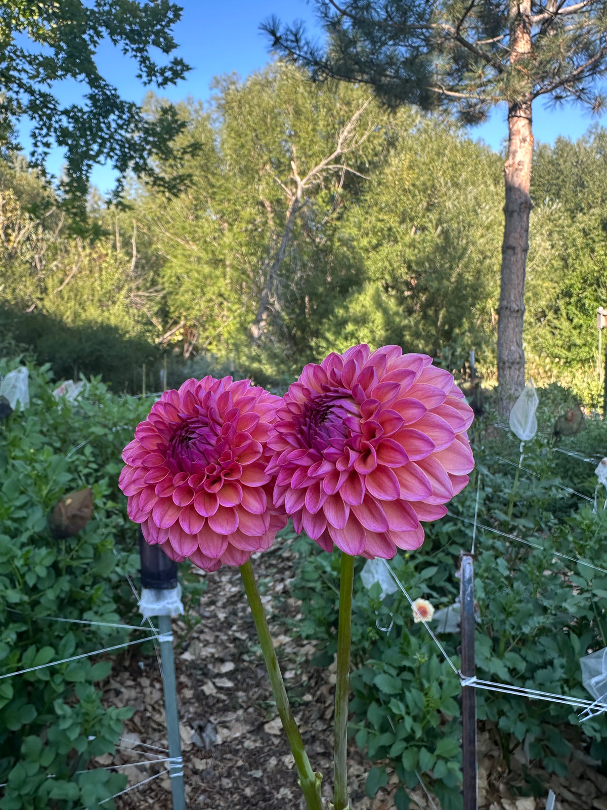 RM Party Popper dahlia cutting