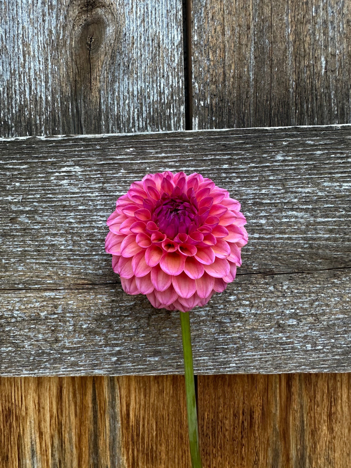 RM Party Popper dahlia cutting
