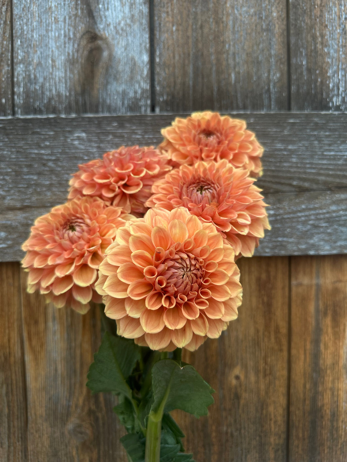 RM Glenny Penny dahlia tuber