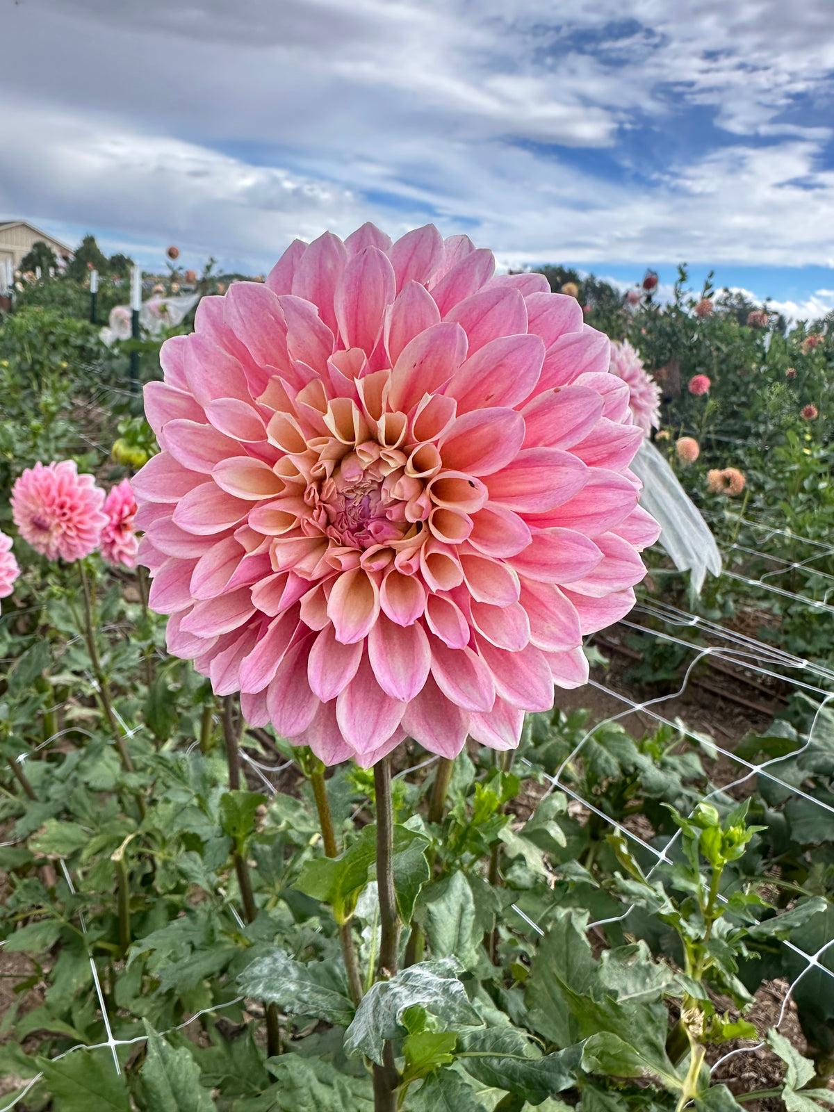 Castle Drive dahlia tuber