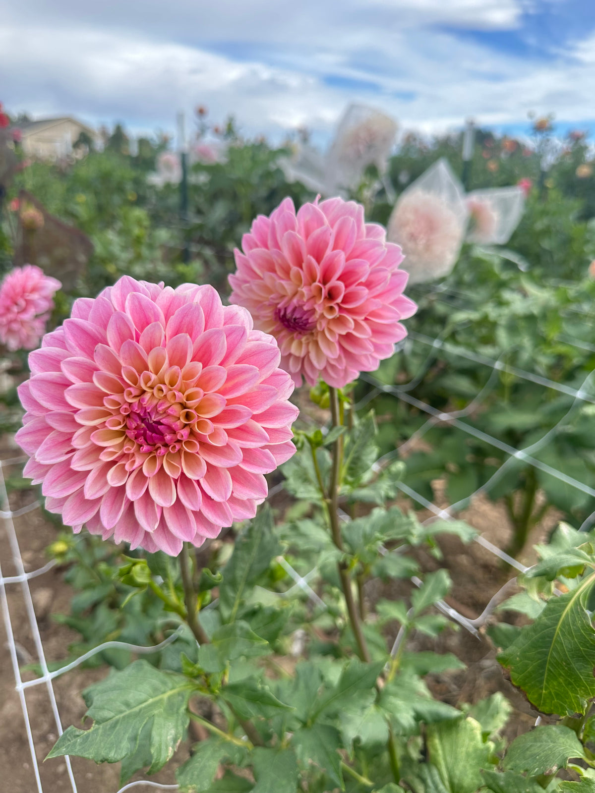 Castle Drive dahlia tuber
