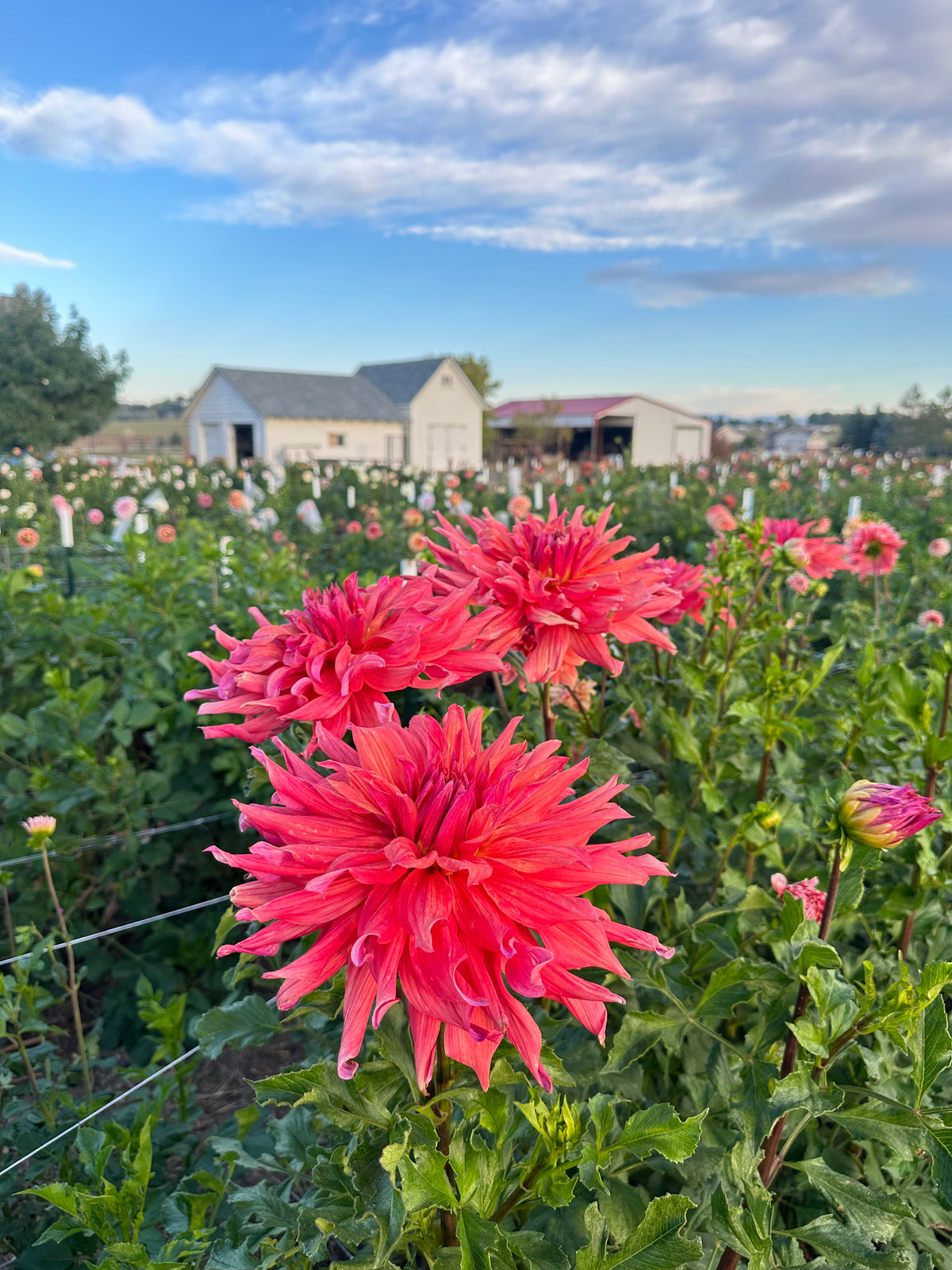 Belle of Barmera dahlia tuber
