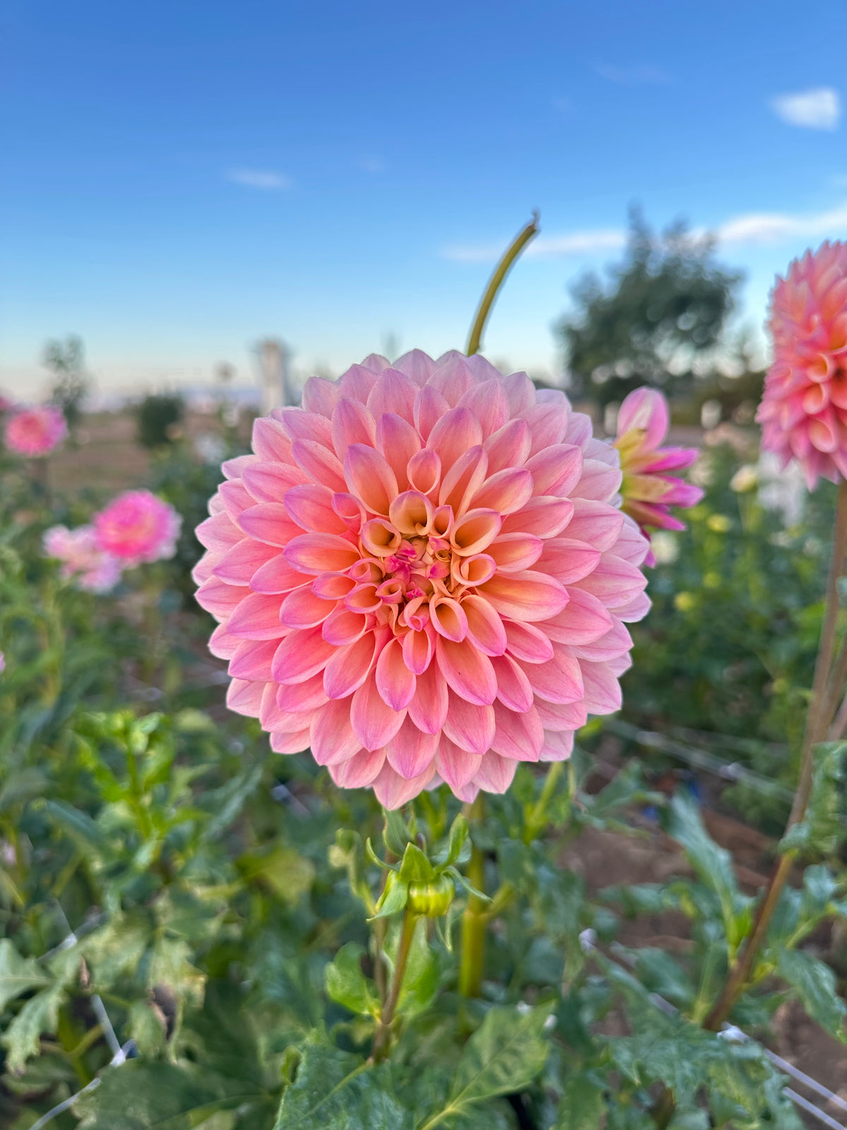 Castle Drive dahlia tuber
