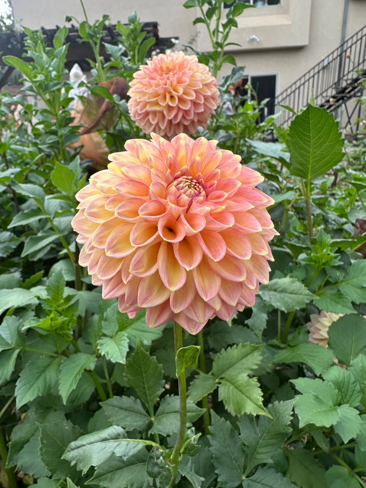RM Candy Mountain dahlia cutting