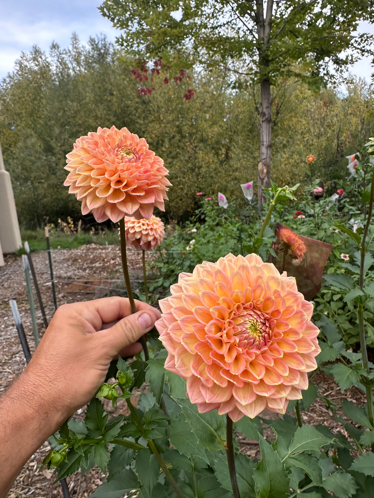 RM Candy Mountain dahlia cutting