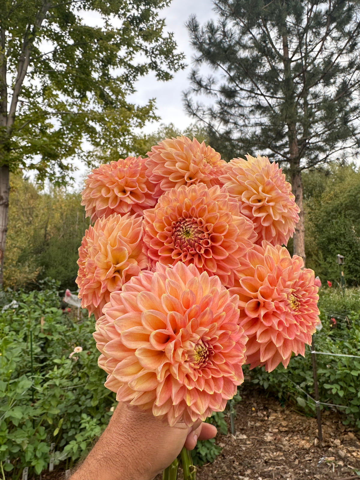 RM Candy Mountain dahlia cutting