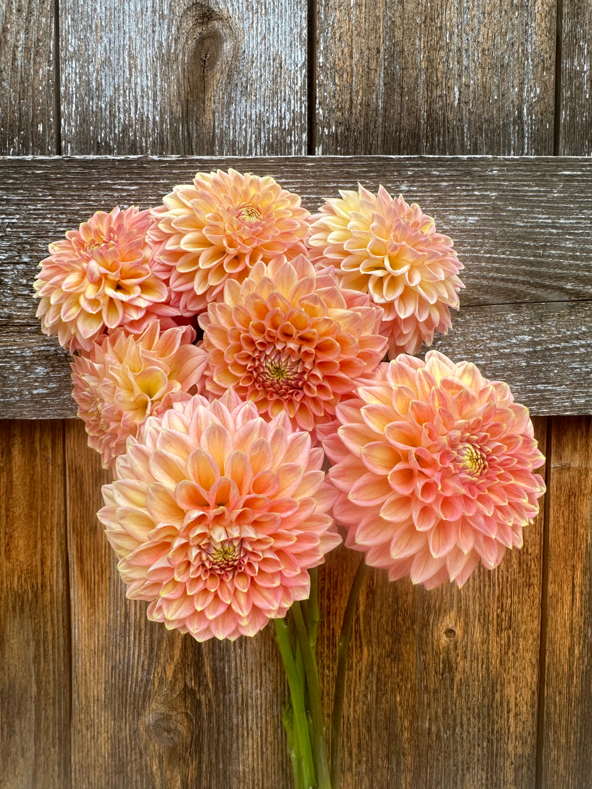 RM Candy Mountain dahlia cutting