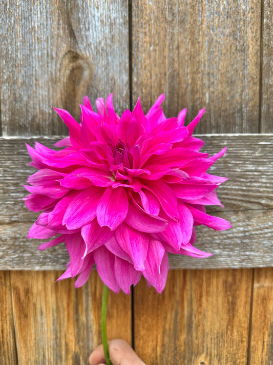 I’m a hottie dahlia