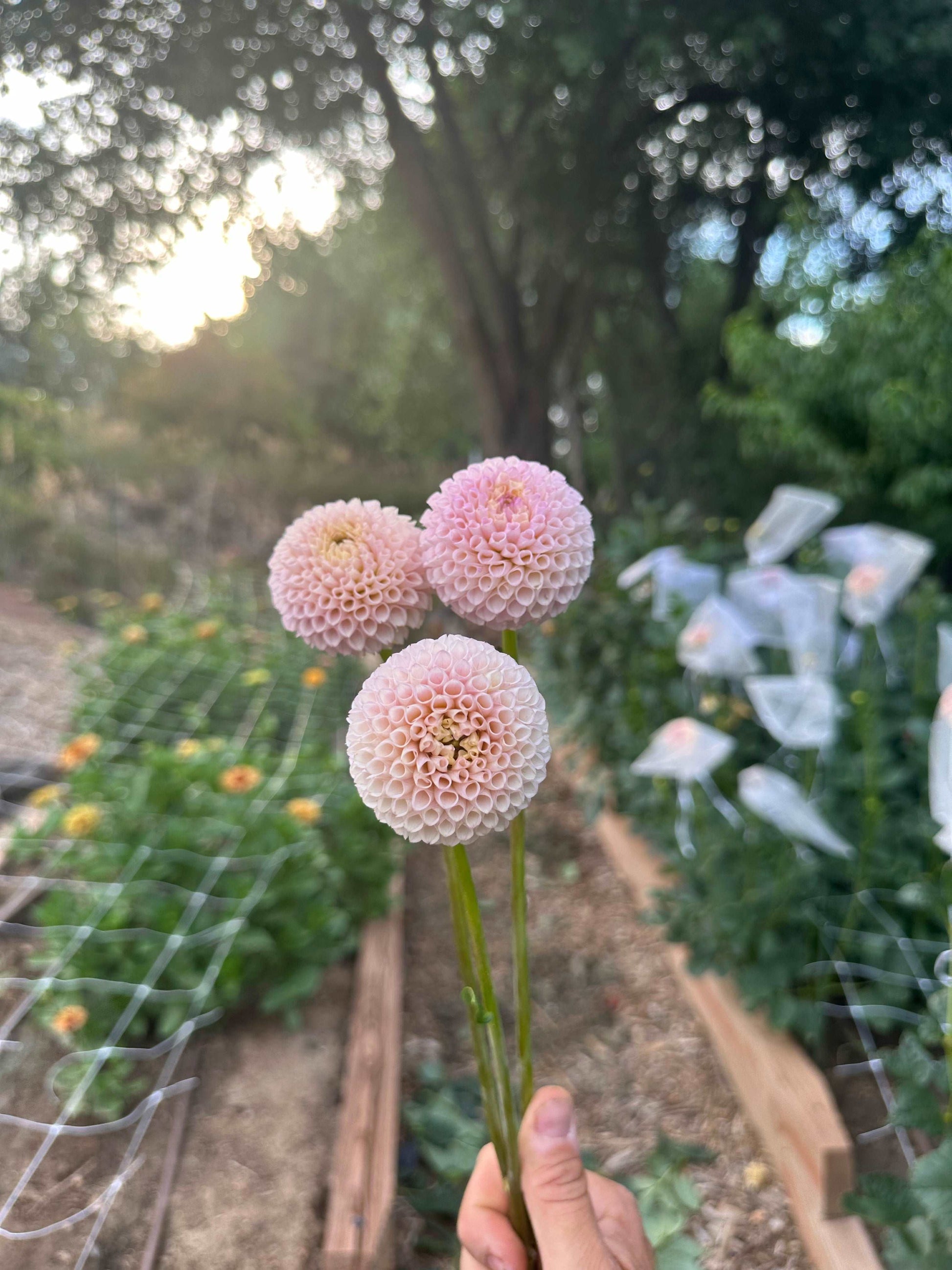 Irish D Porter dahlia