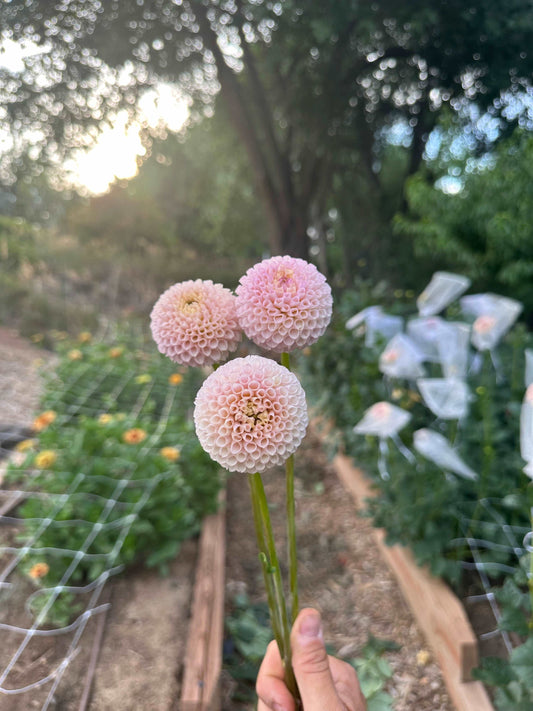 Irish D Porter dahlia