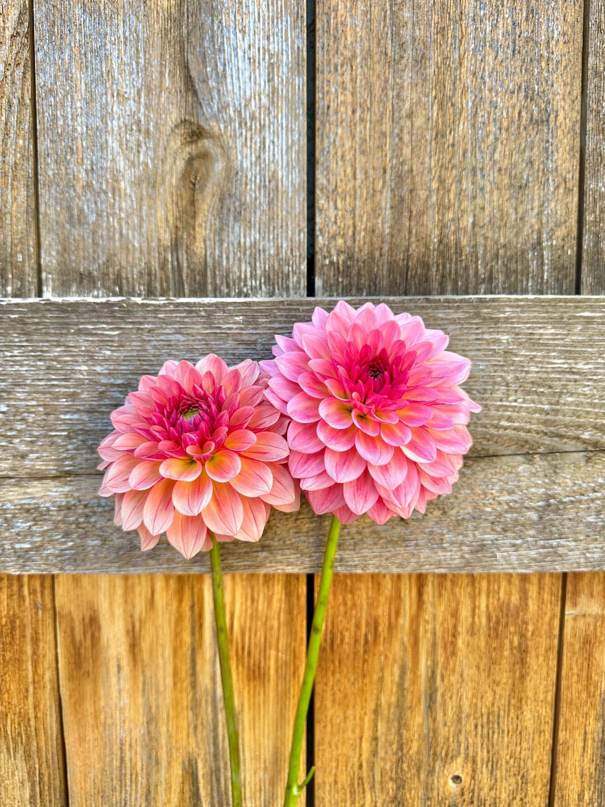 Jabberbox dahlia