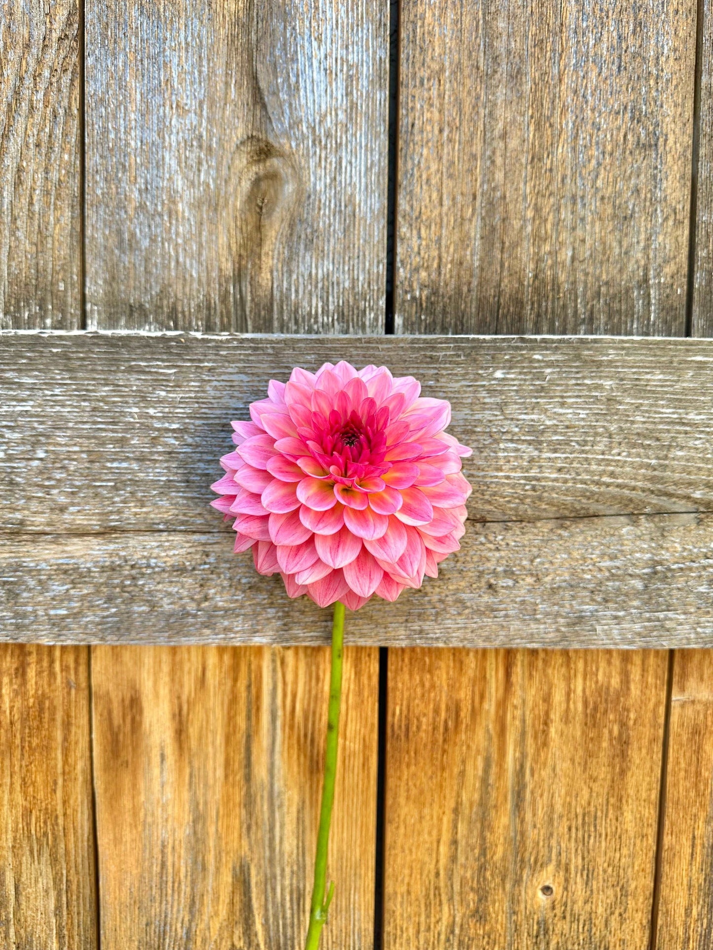 Jabberbox dahlia