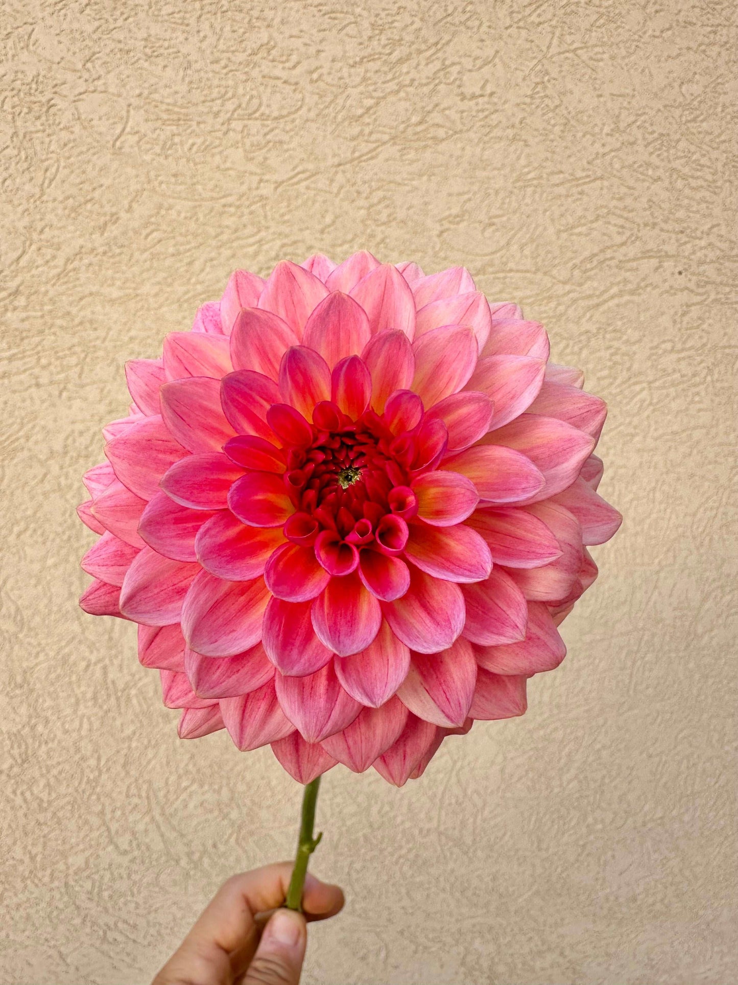 Jabberbox dahlia