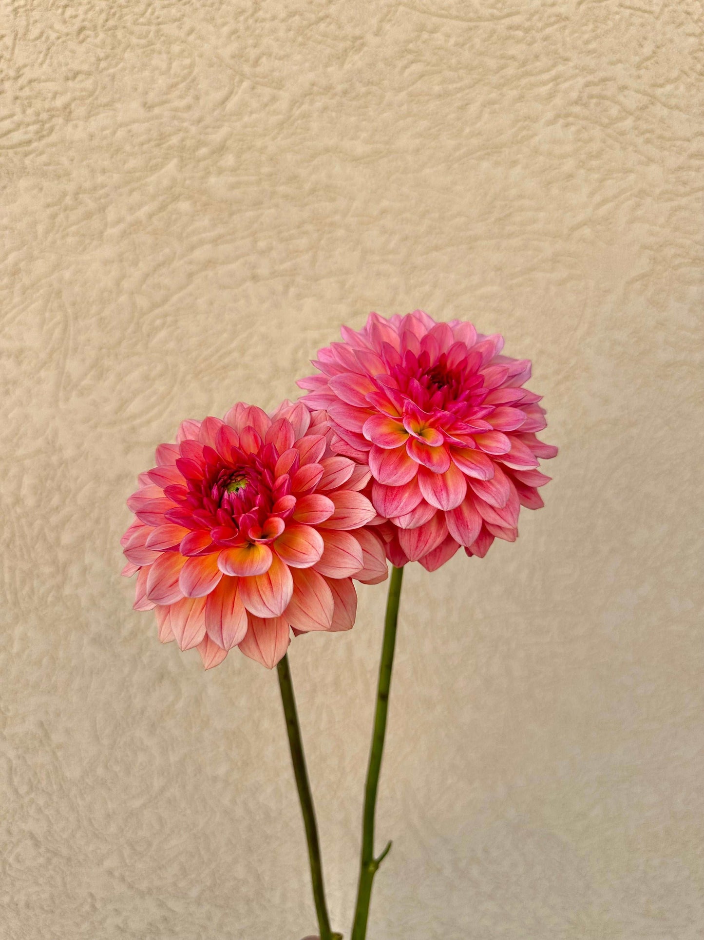 Jabberbox dahlia