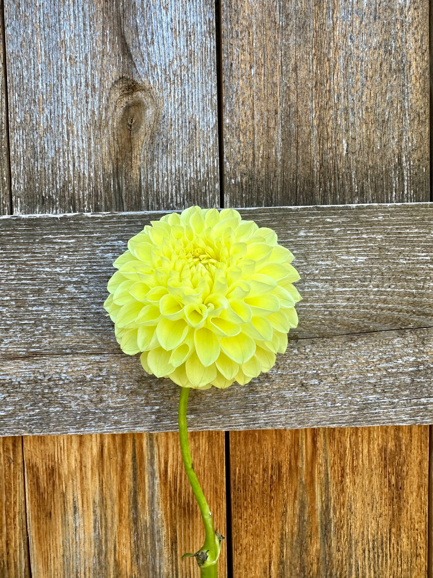 Jowey Martina dahlia