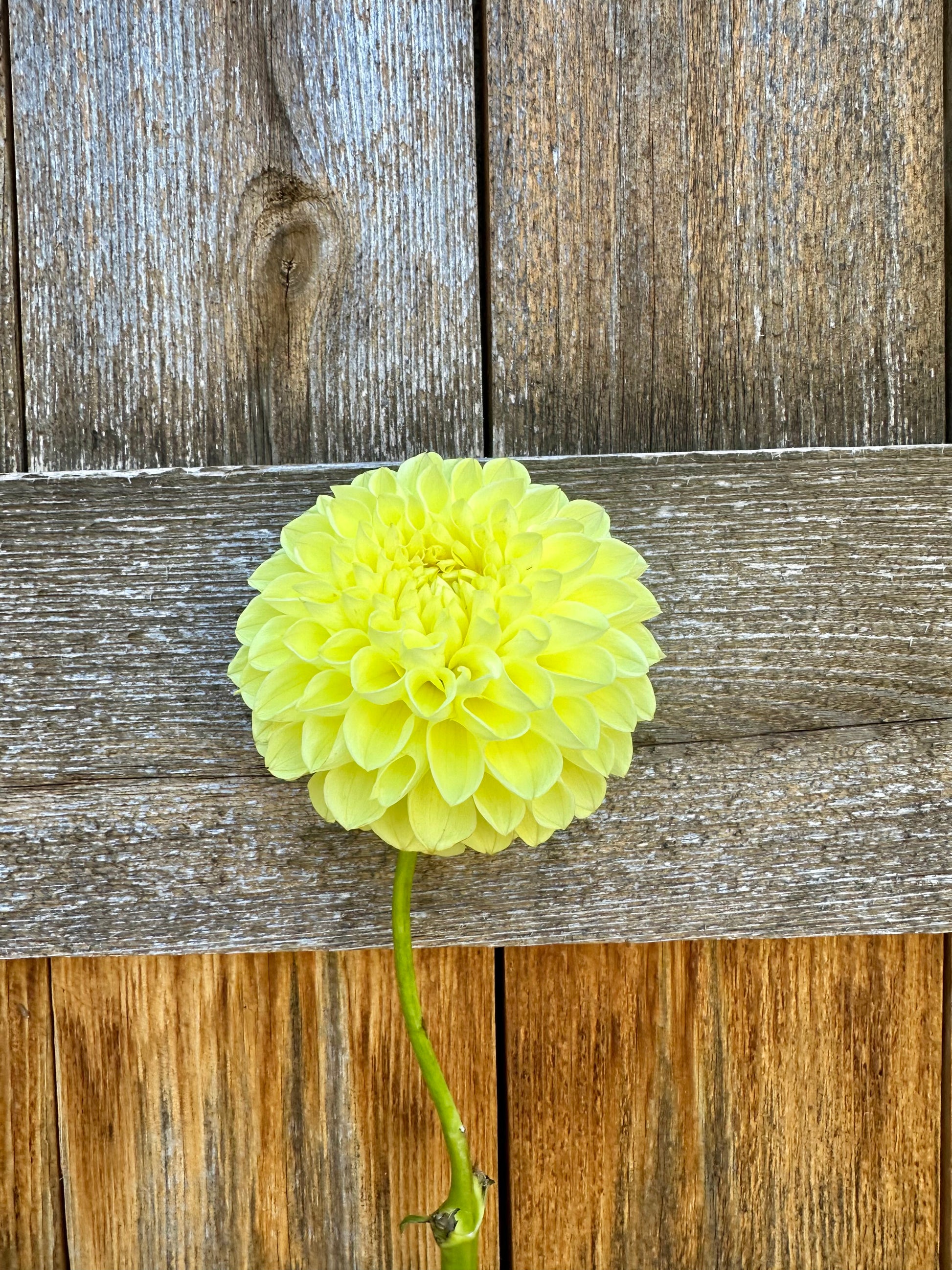 Jowey Martina dahlia