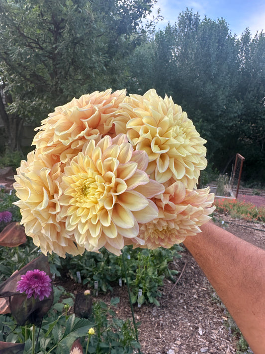 KA’s® Aloha dahlia tuber