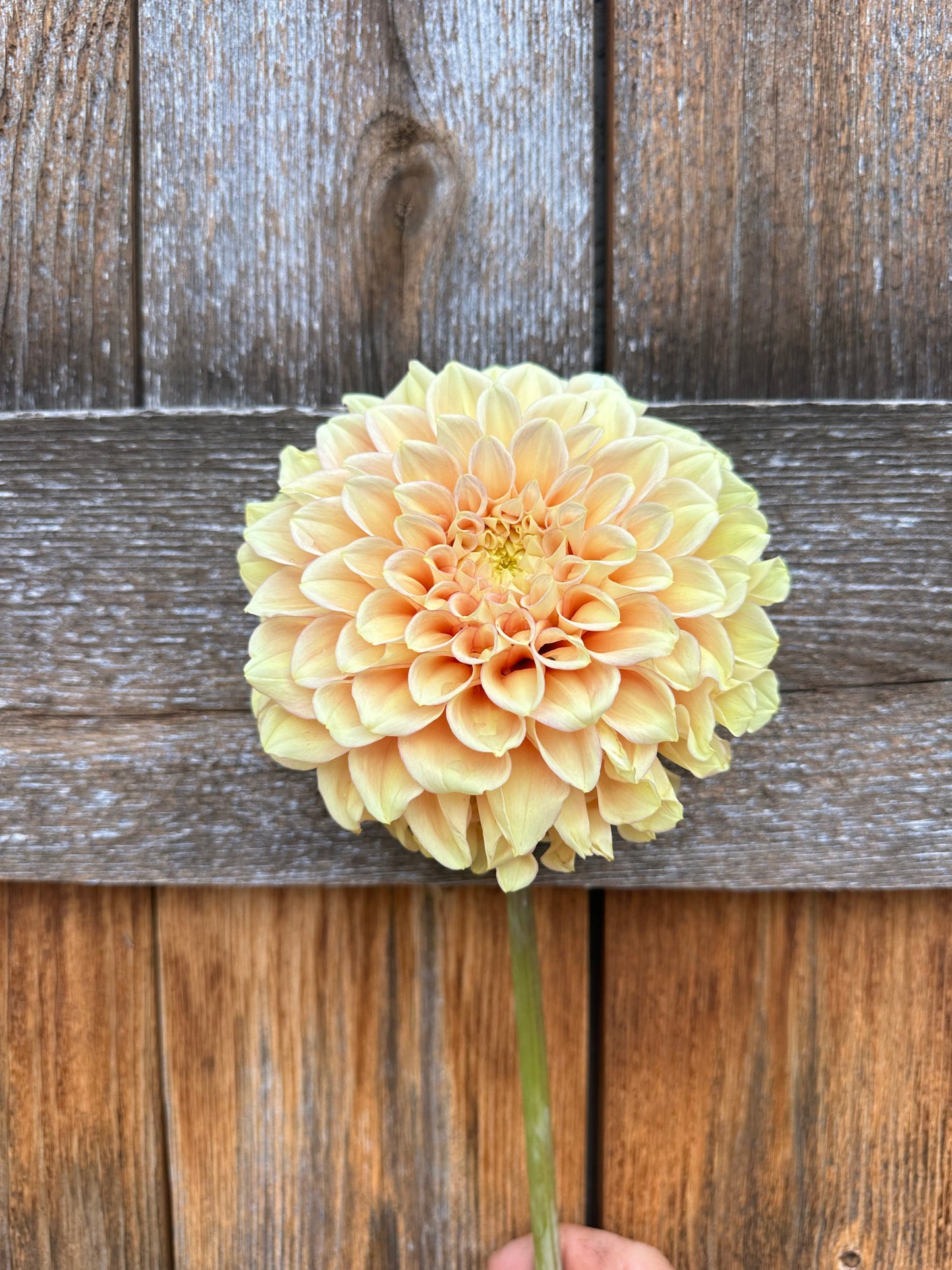 KA’s® Aloha dahlia tuber