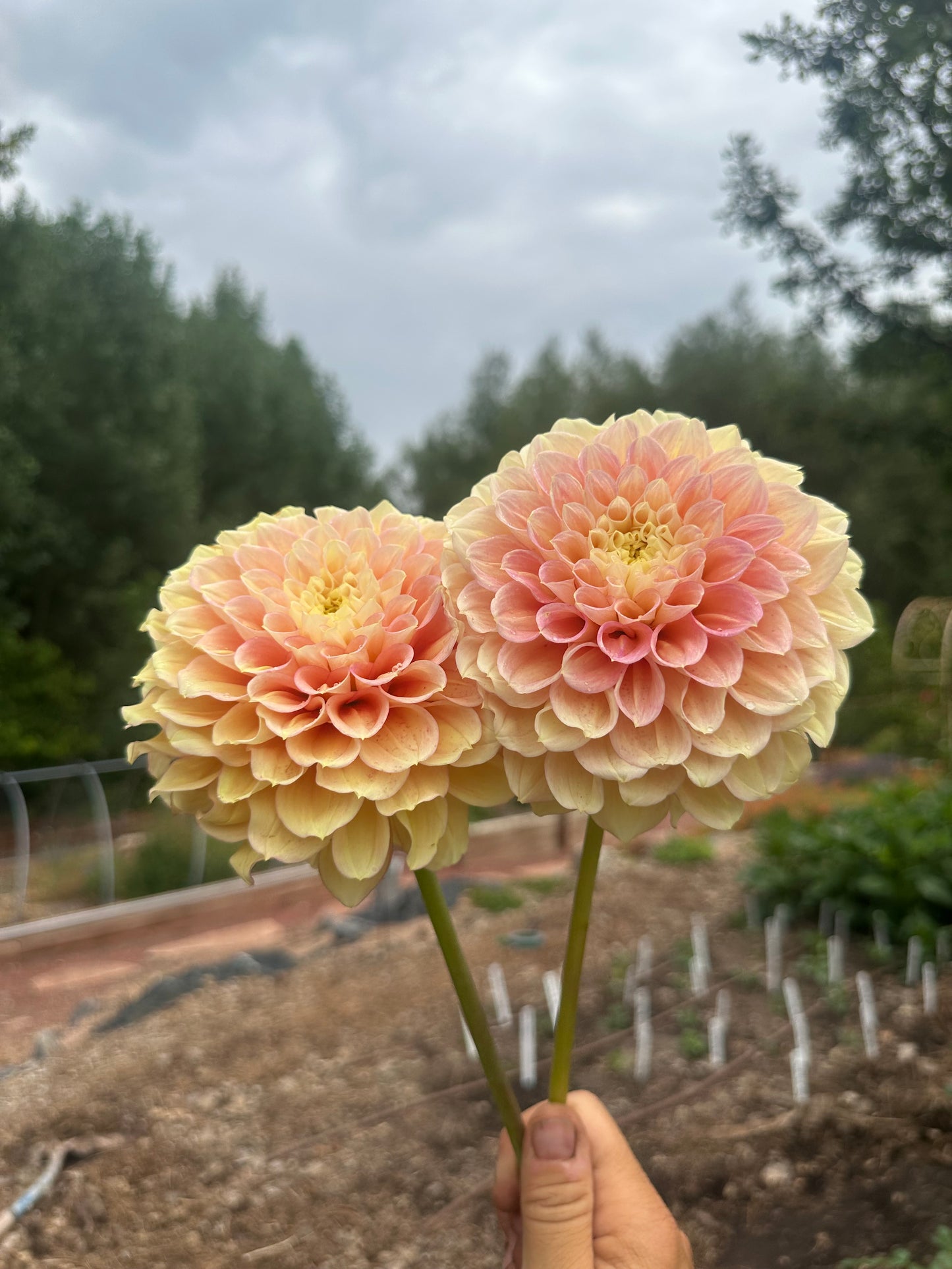KA’s® Aloha dahlia