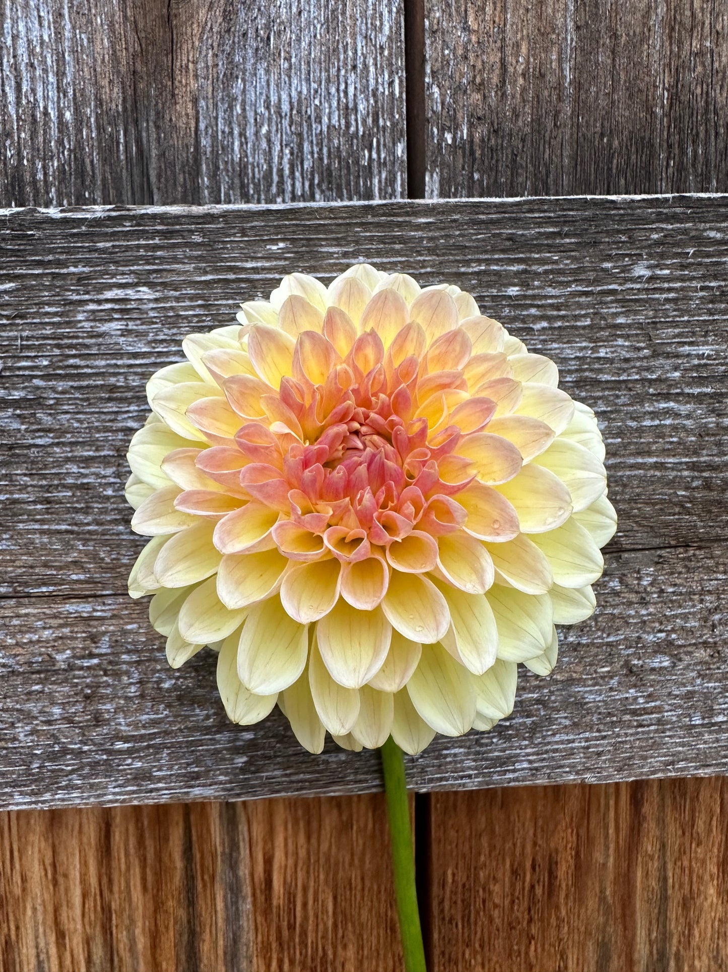 KA’s® Apricot Kiss dahlia
