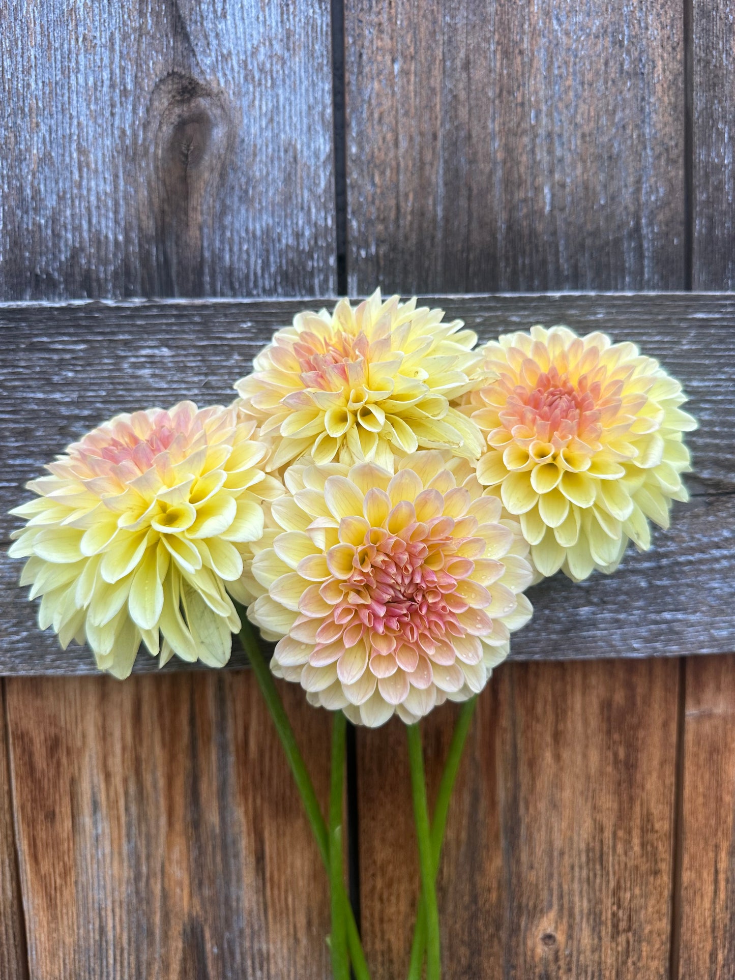 KA’s® Apricot Kiss dahlia