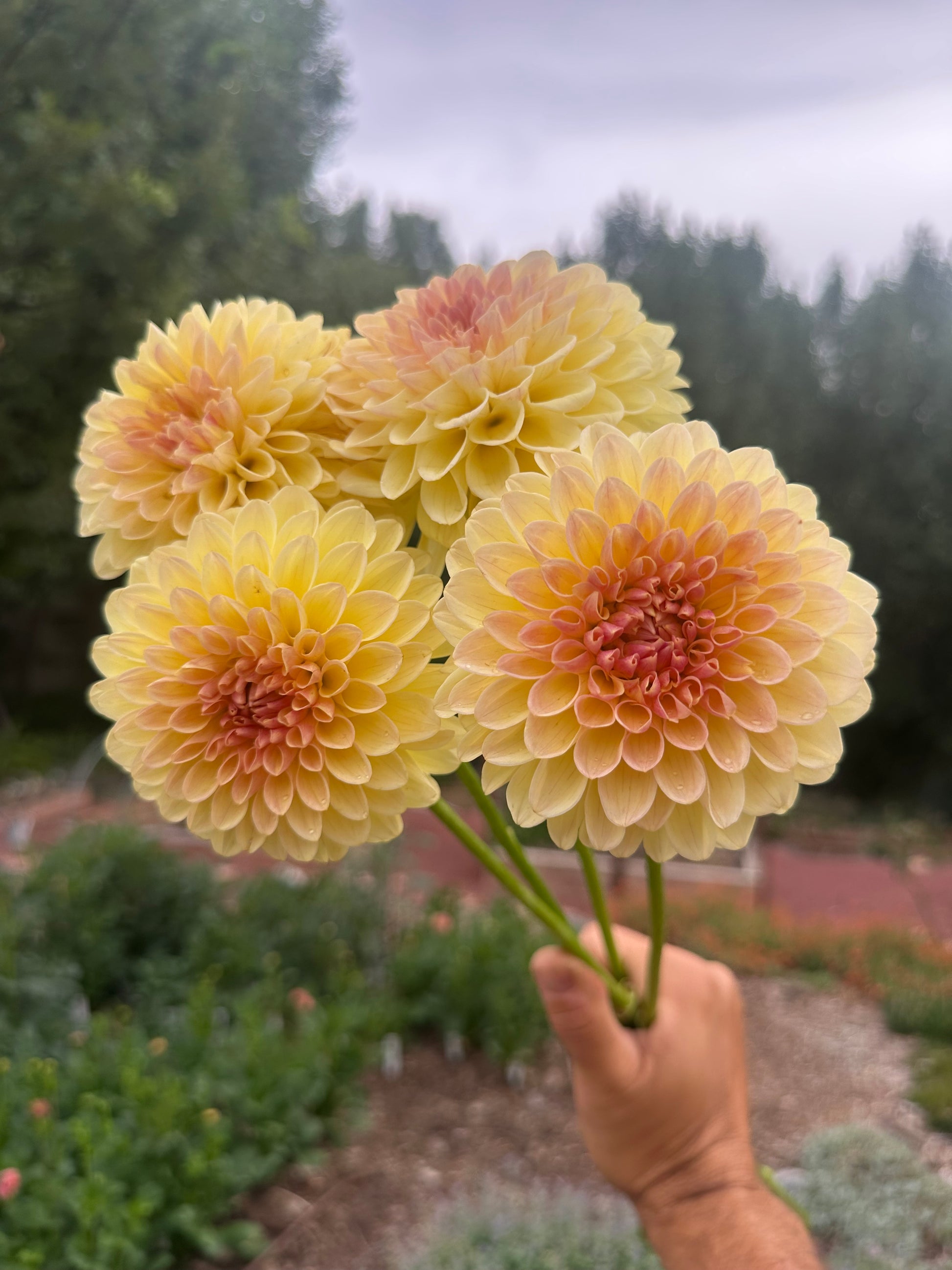 KA’s® Apricot Kiss dahlia