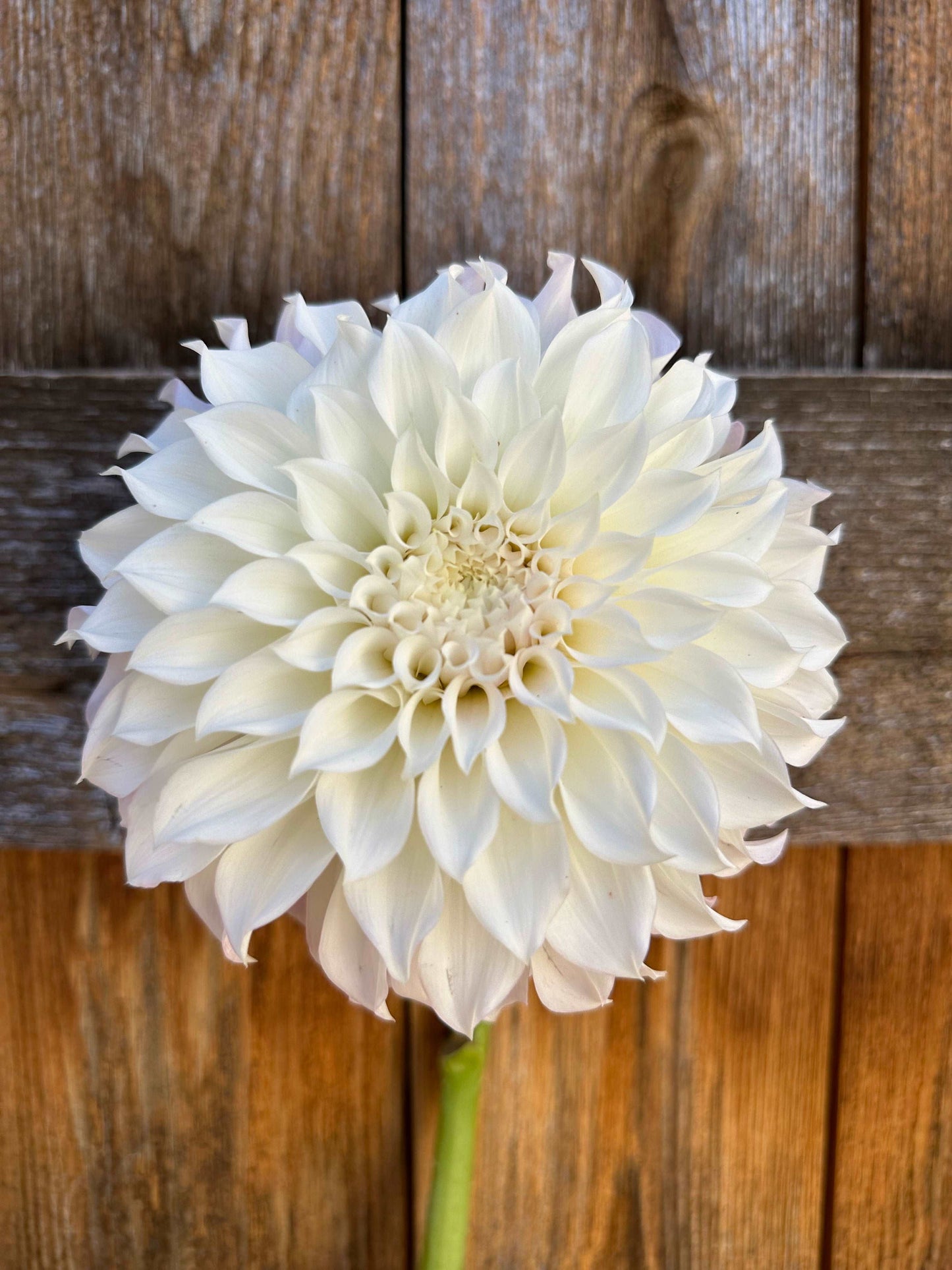 KA’s Bella Luna dahlia