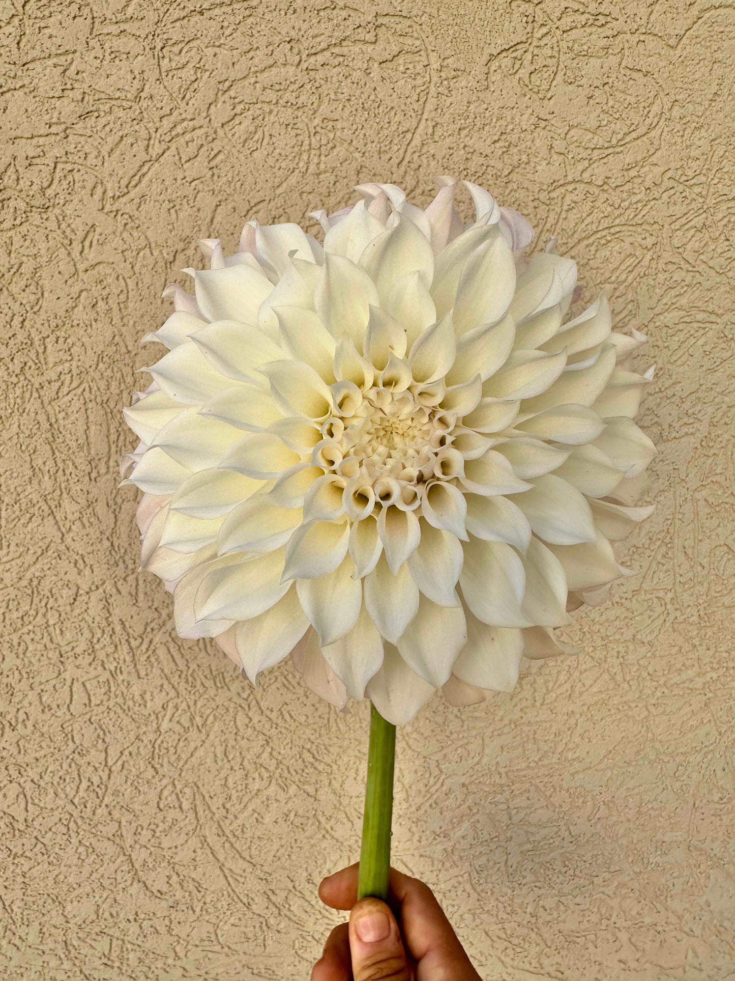 KA’s Bella Luna dahlia