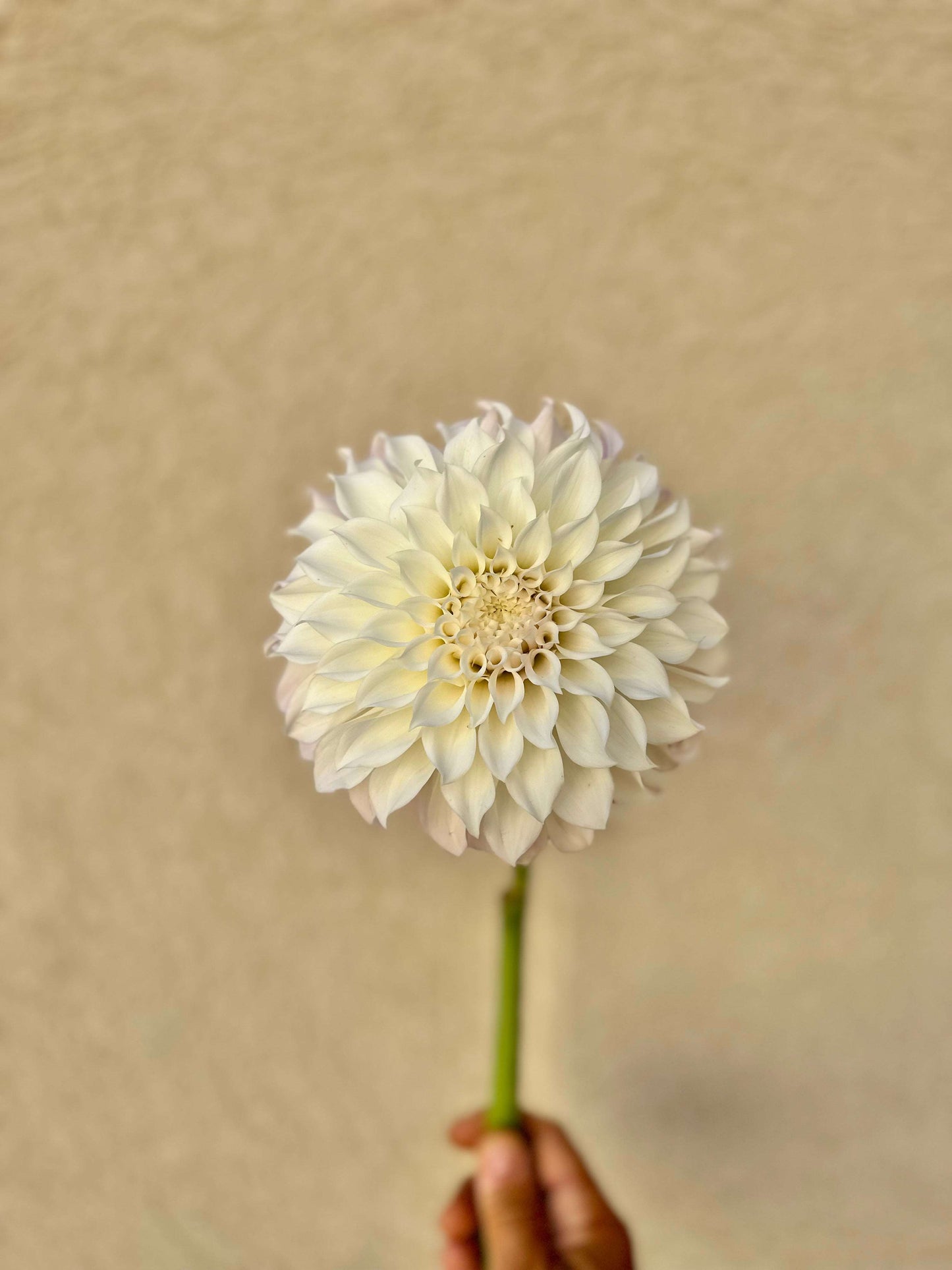 KA’s Bella Luna dahlia