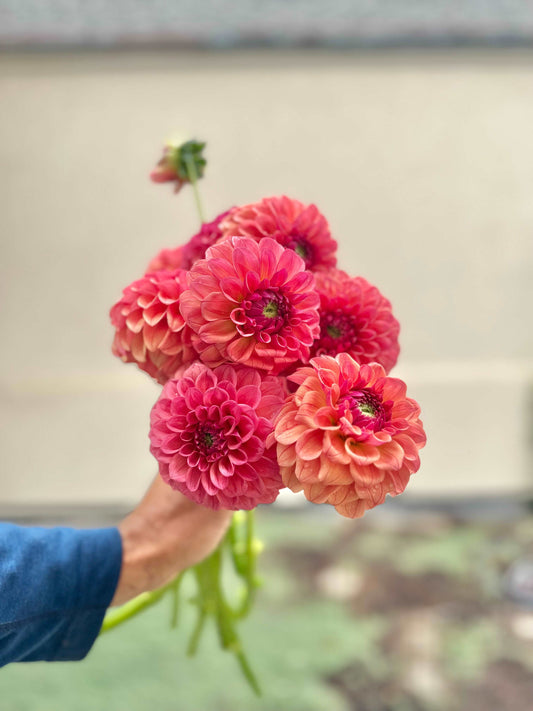 KA’s Blood Orange dahlia