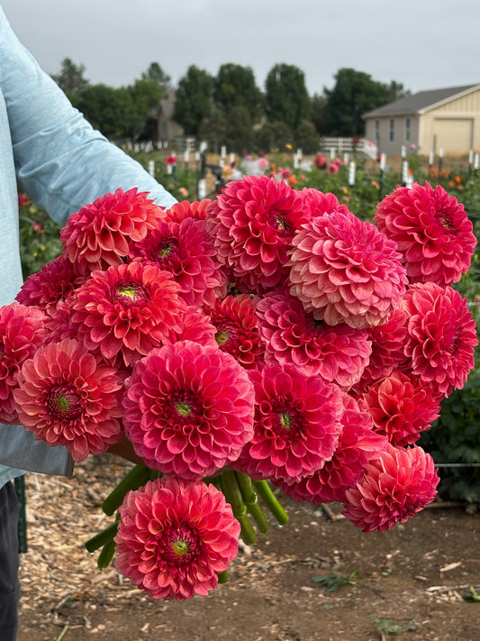 KA’s Blood Orange dahlia