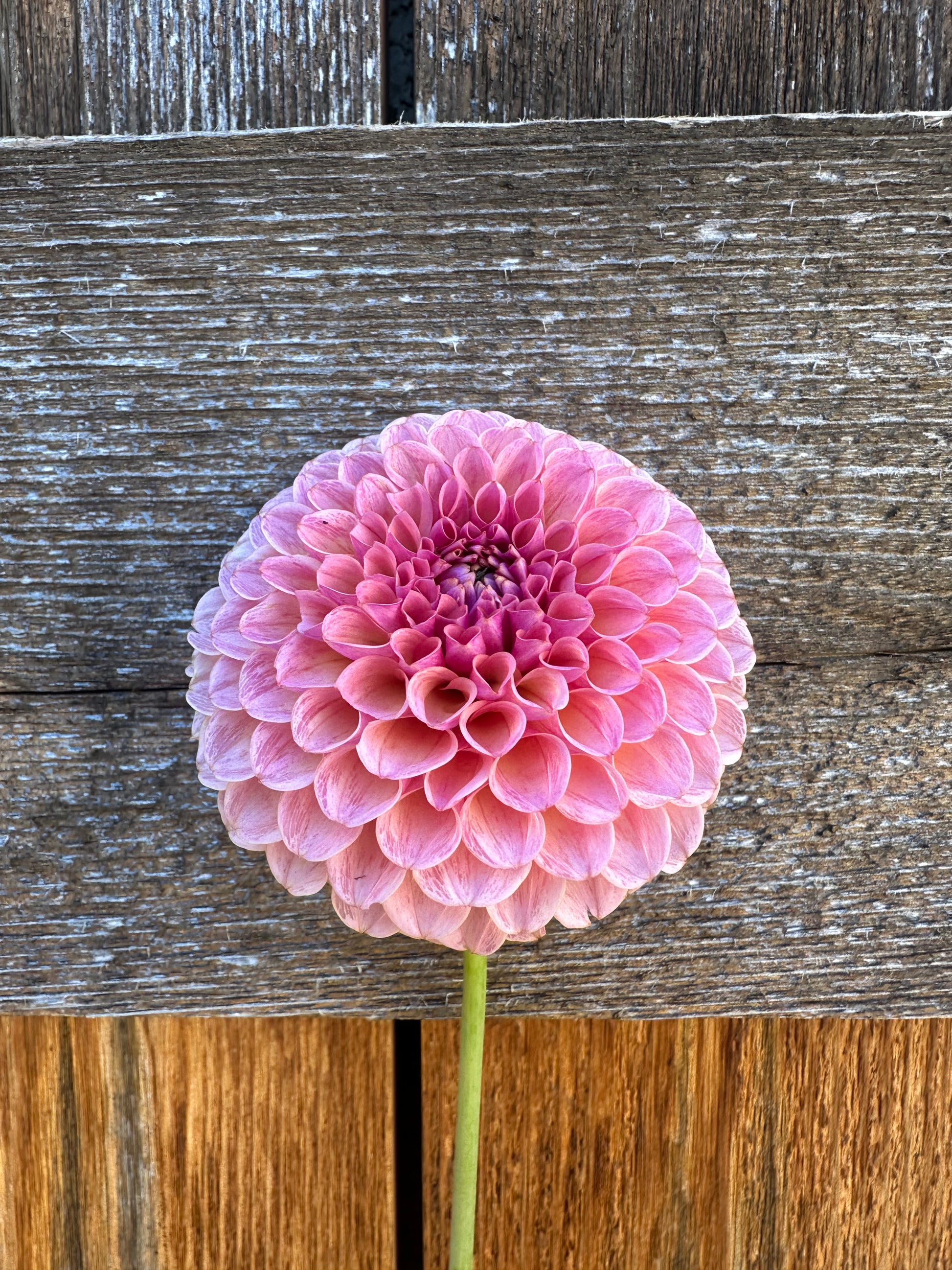 KA’s® Boho Rose dahlia