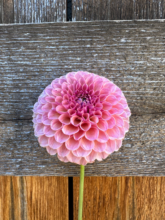 KA’s® Boho Rose dahlia
